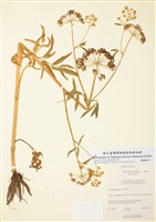 藏品(歐洲毒芹)的圖片